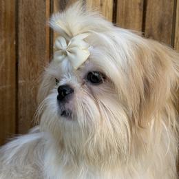 Micah - Shih Tzu