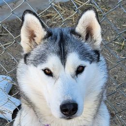 Glimmer - Siberian Husky