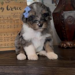 Bluebell - Blue merle female Aussiedoodle puppy in Cartersville, Georgia from Simply Blessed Doodles