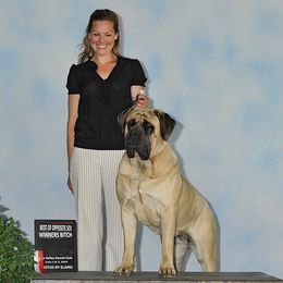 Harley - Mastiff