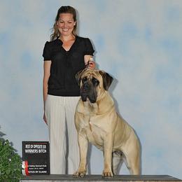 Harley - Mastiff