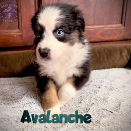 Avalanche - Black tri male Miniature Australian Shepherd puppy in Lubbock, Texas from Baby Storm Kennels