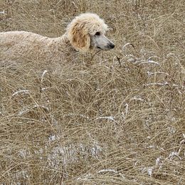 Iris - Apricot Poodle puppy in Deer River, Minnesota from Poodles Around
