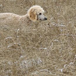 Iris - Apricot Poodle puppy in Deer River, Minnesota from Poodles Around