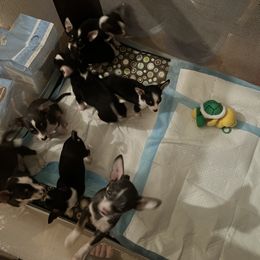 Chihuahua Puppies from Chihuahua Mama