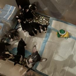 Chihuahua Puppies from Chihuahua Mama