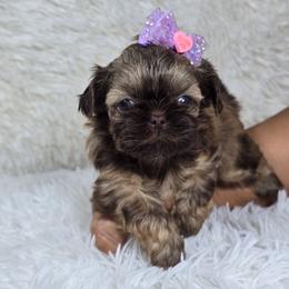 Brown Sugar - Sable female Shih Tzu puppy in Hialeah, Florida from Jolie glz