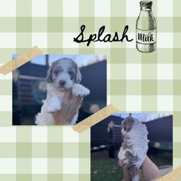 Splash - Merle male Goldendoodle puppy in Garland, Texas from Twilight Doodles