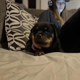 Rottweiler Puppies from Vom Arnold-Hause Rottweilers