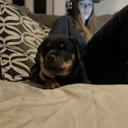 Rottweiler Puppies from Vom Arnold-Hause Rottweilers