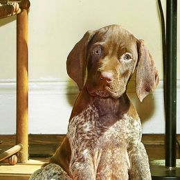 German Shorthaired Pointers from Enfield German Shorthairs