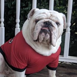 Gunner - Bulldog