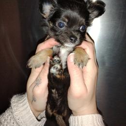 Rosie - Black and tan female Chihuahua puppy in Scranton, Pennsylvania from Grammy Farm