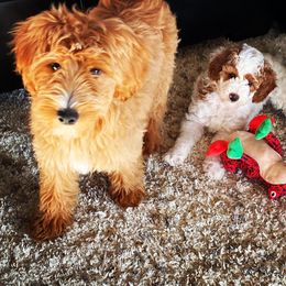 Aussiedoodle and Goldendoodle Puppies from Jackson County Doodles