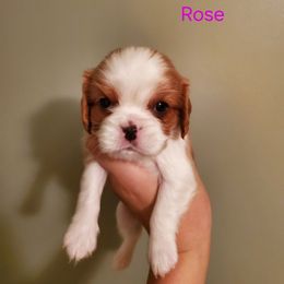 Rosie - Blenheim female Cavalier King Charles Spaniel puppy in Caledonia, Michigan from Magnolia Acres