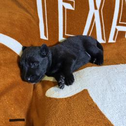 Black collar - Brindle male xDutch Shepherd puppy in Mc Kinney, Texas from Vom Jazzigen Haus