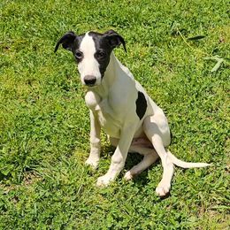 Finch - White and black Whippet puppy in Lenoir City, Tennessee from Equiss Whippets