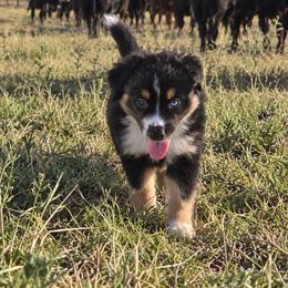 Aurora - Black tri female Miniature Australian Shepherd puppy in San Tan Valley, Arizona from Jaylee's Miniature Australian Shepherds