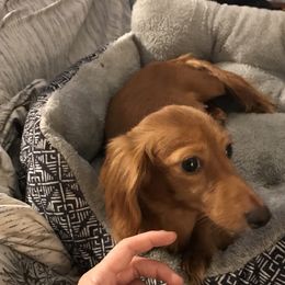 Lucy - Dachshund
