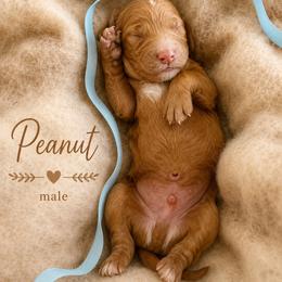 Peanut - Red  male Goldendoodle puppy in Miami, Florida from Jade’s Paws & Co. Of Miami LLC