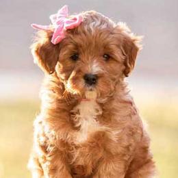 Capri - Red  female Goldendoodle puppy in Meridian, Idaho from Country Club Doodles