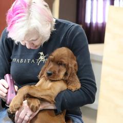Irish Setter Puppies from Kilkieran Kennels and farm