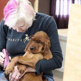 Irish Setter Puppies from Kilkieran Kennels and farm