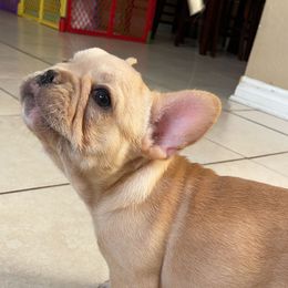 French Bulldog Puppies from MaFrenchiesBadandBoujee