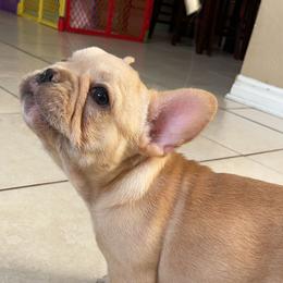French Bulldog Puppies from MaFrenchiesBadandBoujee