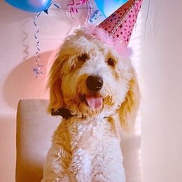 Goldendoodles from Suntini’s Posh Pets