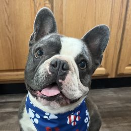 Cash - French Bulldog