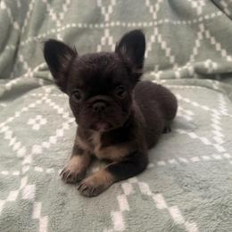 Chloe - Tricolors female French Bulldog puppy in Fulton, Missouri from FamLee Frenchies
