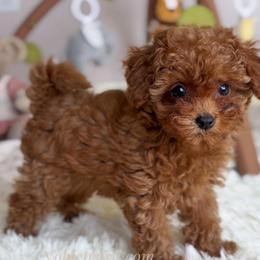 Darina - Red  female Poodle puppy in North Port, Florida from Noble Pets