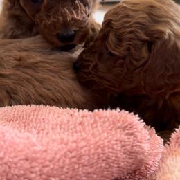 Rex - Red  male Poodle puppy in Colerain, North Carolina from Lisa's Poodles