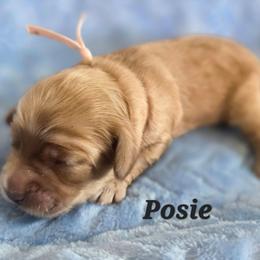 Posie - Apricot female Poodle puppy in Rutherford County, North Carolina from Simply Grace Farms