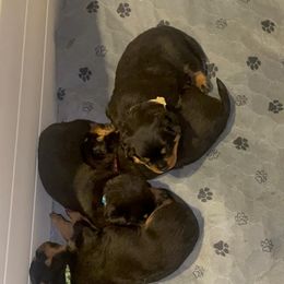 French Bulldog and Rottweiler Puppies from Von Haus Royal Rottweiler