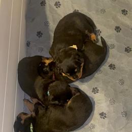 French Bulldog and Rottweiler Puppies from Von Haus Royal Rottweiler