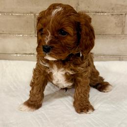 Happy - Red male Cavapoo puppy in Preston, Idaho from Shaffer Top Notch Puppies