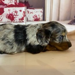 Girl 2 - Dapple female Dachshund puppy in Stilwell, Oklahoma from Bidding Creek Dachshunds