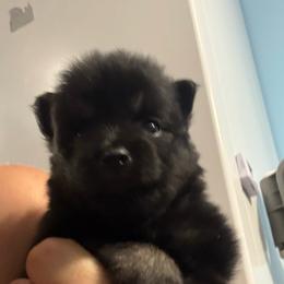 Crunch - Black and white male Pomsky puppy in Avoca, Michigan from Repurposed Paradise Farm