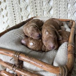 Abstract apricot girl - Apricot female Poodle puppy in Anna, Texas from Sweet Country Standards