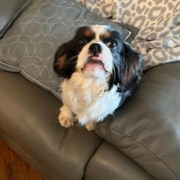 Cavalier King Charles Spaniels from Sandy Cross Kennels