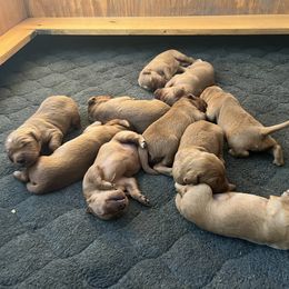 Golden Retriever Puppies from Wright Up North