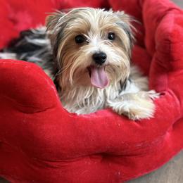 Phoenix - Yorkshire Terrier