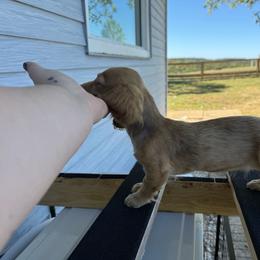 Honey - Cream female Dachshund puppy in Mountain Home, Arkansas from Furry Friends Kennel