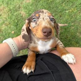 Willie - Piebald male Dachshund puppy in Newton, North Carolina from Sagebrush Doxies
