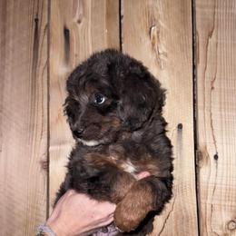 Boy 1 - Blue merle male Aussiedoodle puppy in Gilbert, Arizona from LittleLegacyDoodles