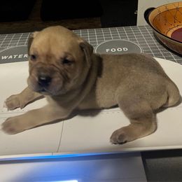 Mono - Silver male Perro de Presa Canario puppy in Lenexa, Kansas from Medianoche GatoPerros