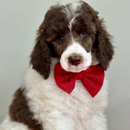 Brown - Parti male Poodle puppy in Twin Lake, Michigan from Paige's Poodles
