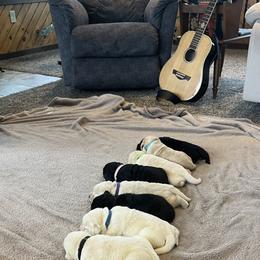 Labrador Retriever Puppies from Swatara Creek Labradors LLC